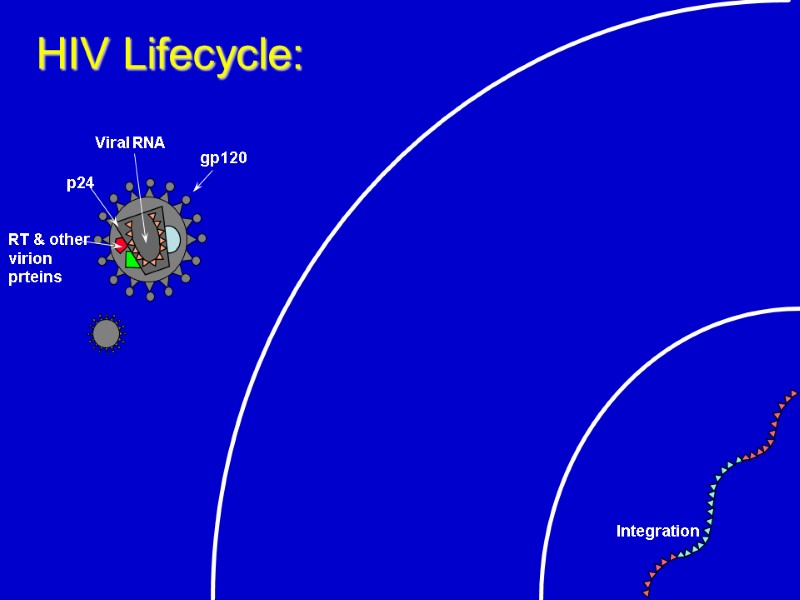 HIV Lifecycle: Integration